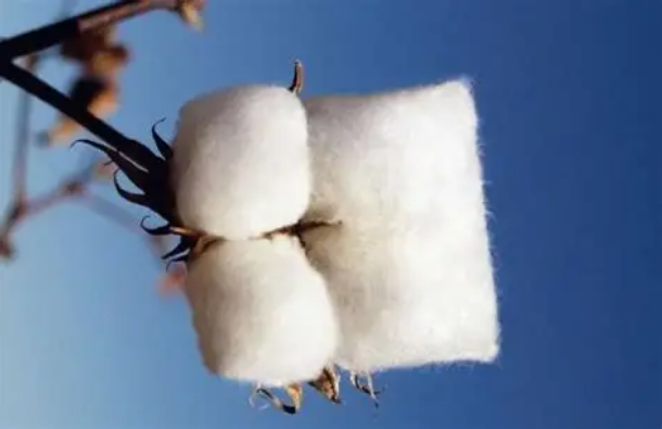 純棉、全棉、100%棉，有啥區(qū)別